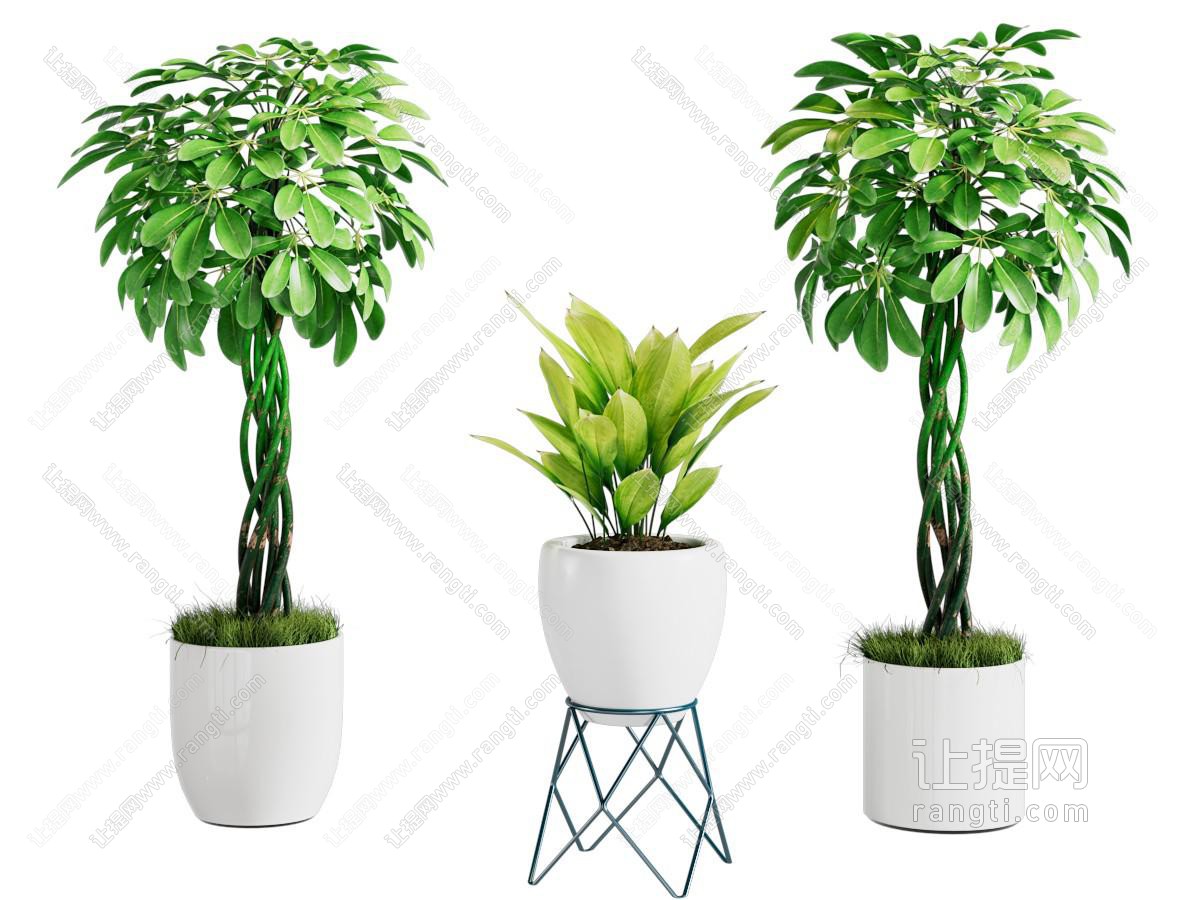 现代花盆盆景盆栽植物