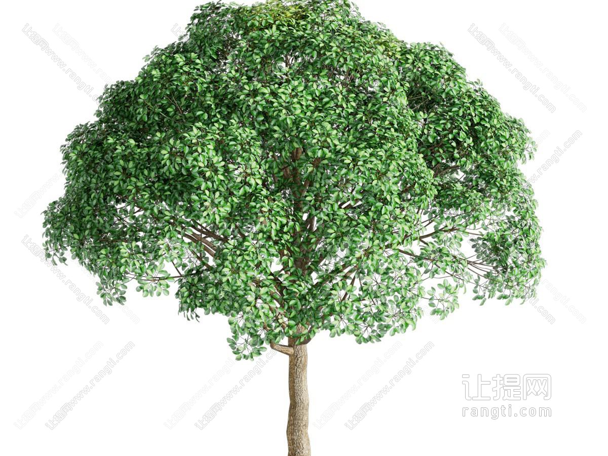 现代景观树木