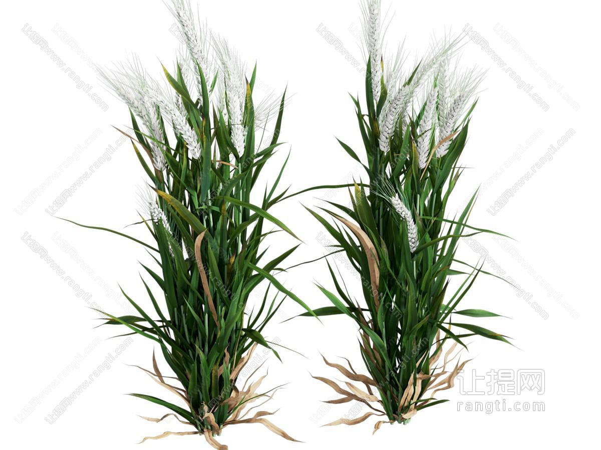 现代麦子 花草