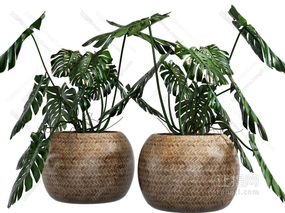 现代植物盆栽