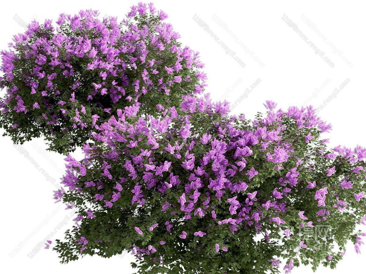 现代花卉植物