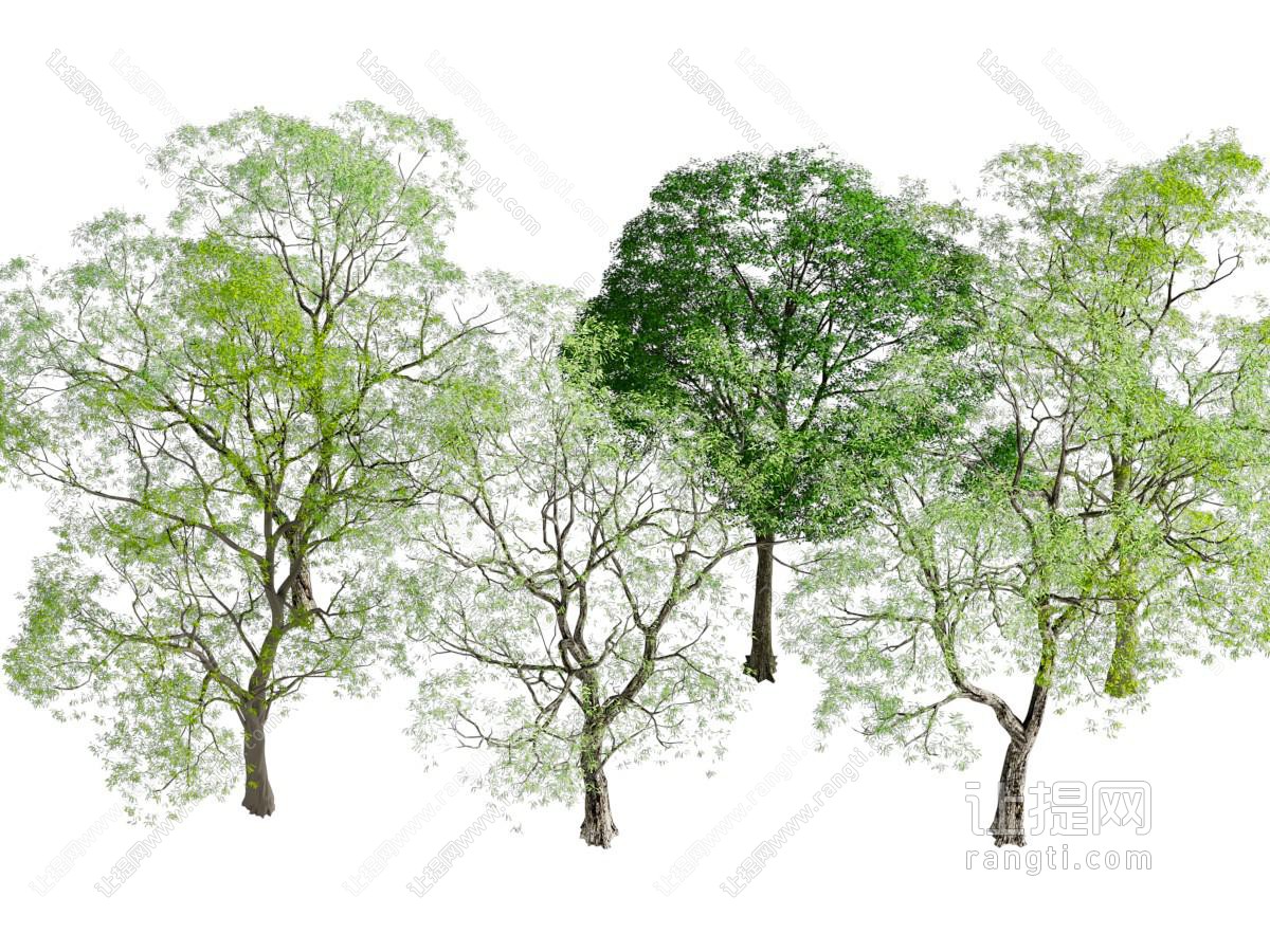 乔木 乌桕树 朴树丛生树 景观树 造型树观赏树 大树乔木植物