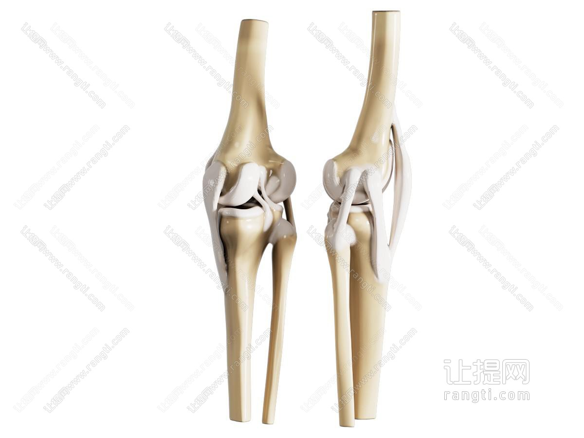 膝关节大腿骨医学摆件