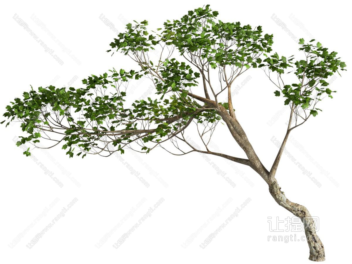景观造型树 公园小树 中式园林树