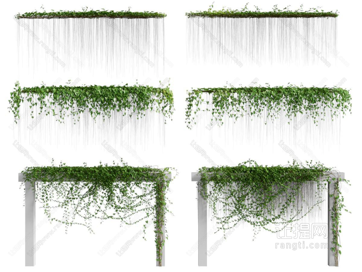 藤蔓植物