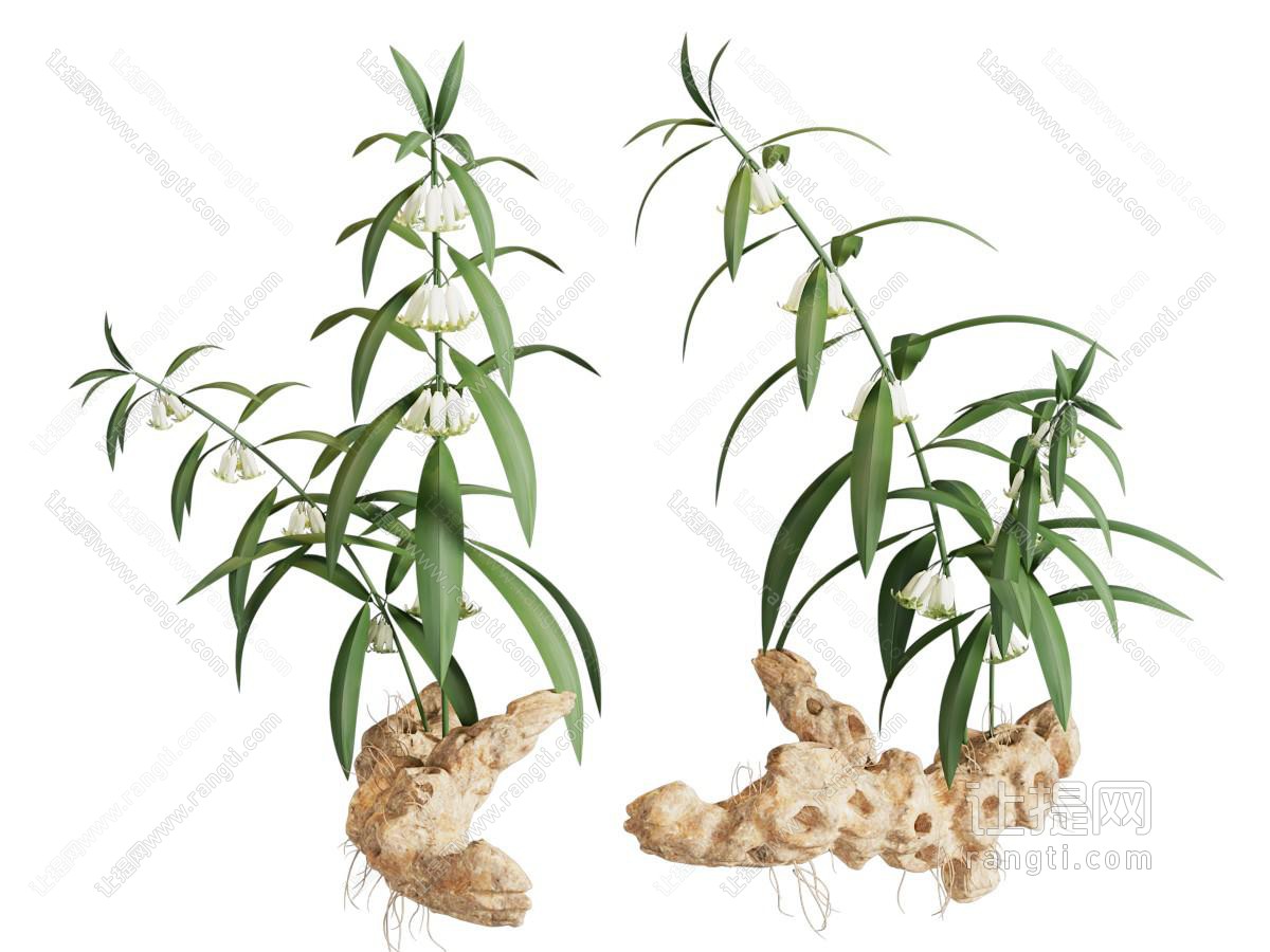 黄精花草药材