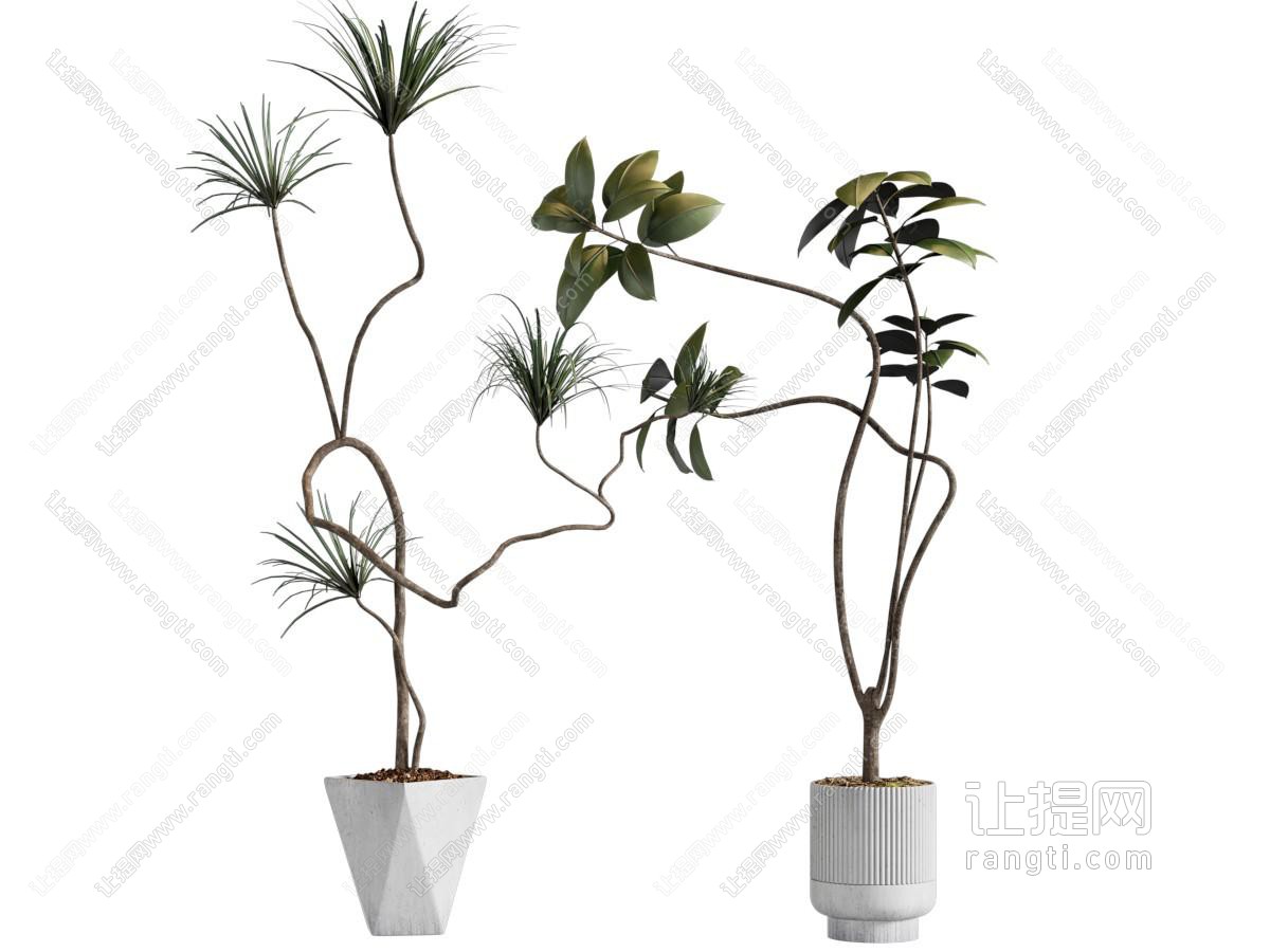 现代绿植 盆栽