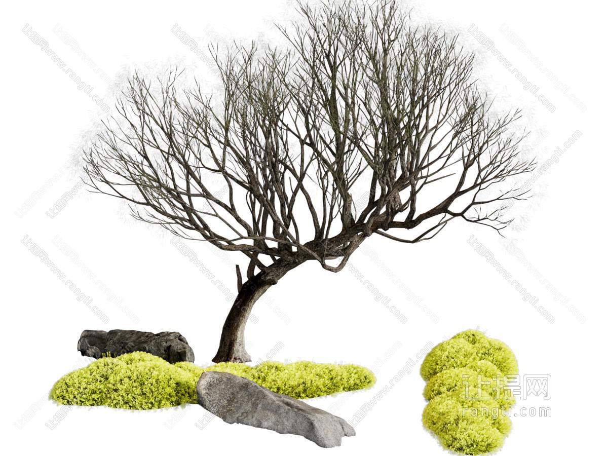 景观树
