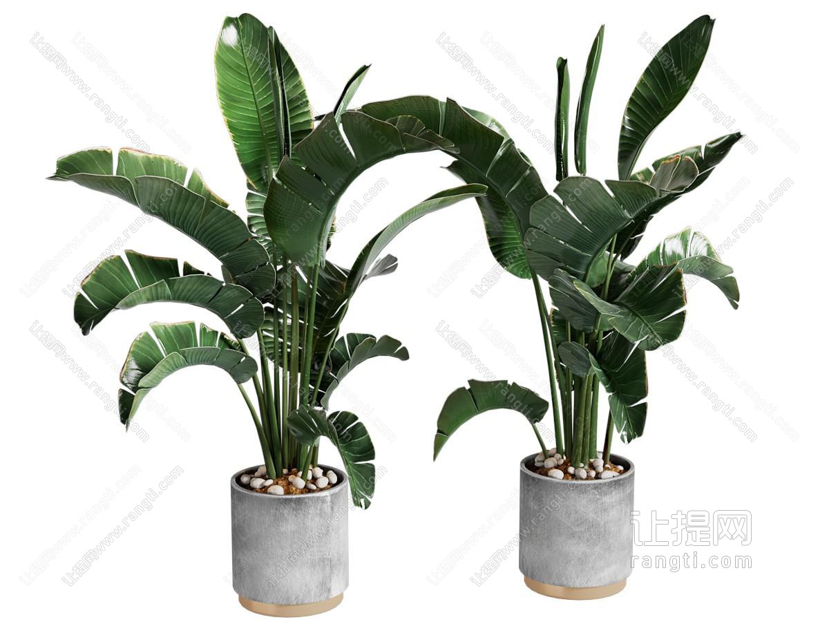 现代盆景盆栽植物