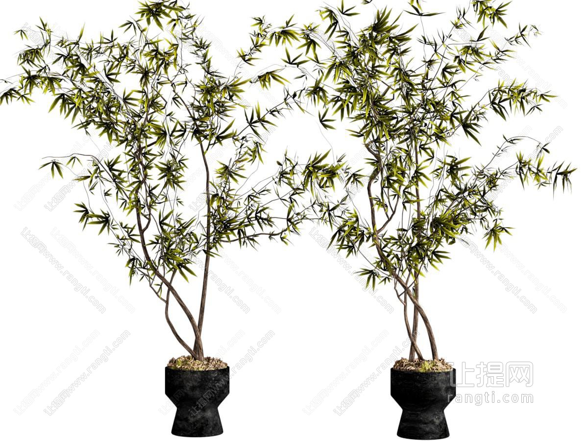 绿植盆栽 盆景