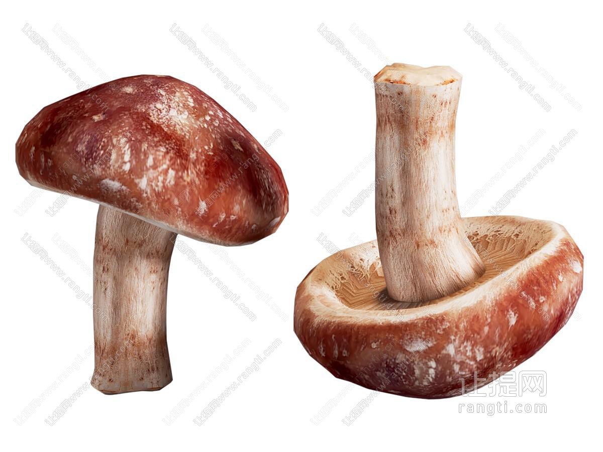现代香菇蘑菇