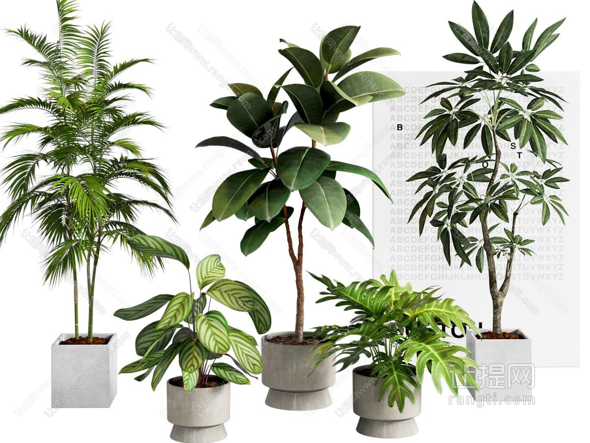 绿植盆栽