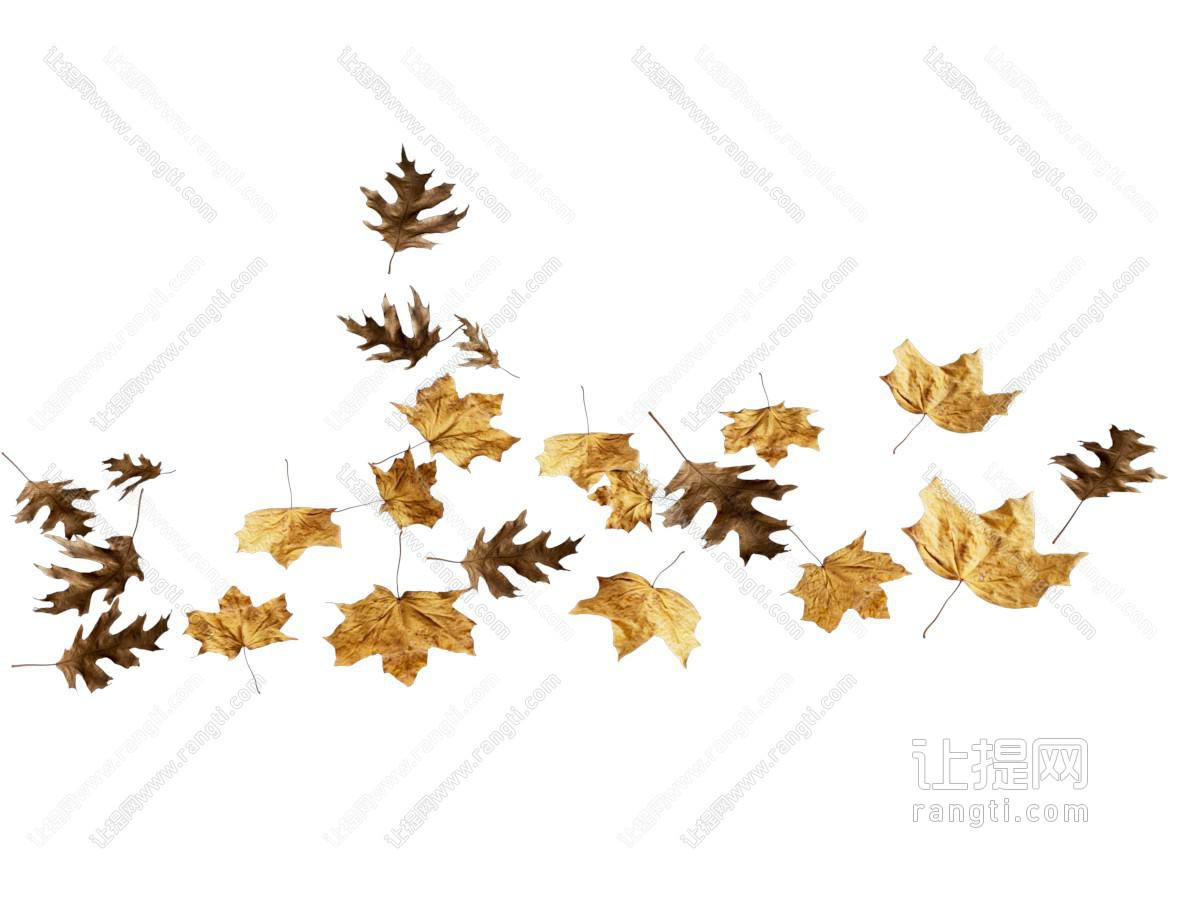 植物 树叶 秋天树叶 干树叶 梧桐树叶 枫树叶 叶子 落