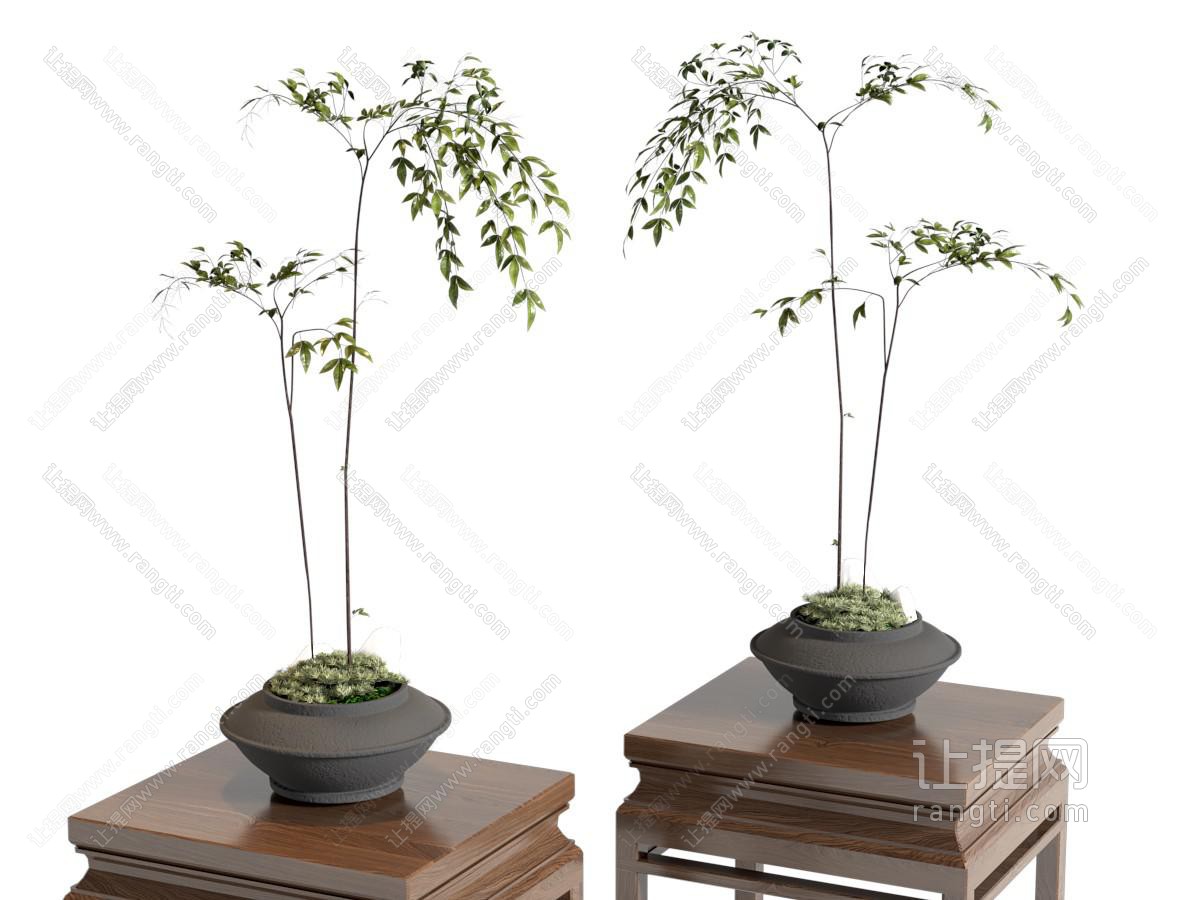 盆景 宋式风盆景 新中式盆景 盆景 盆栽绿植 植物