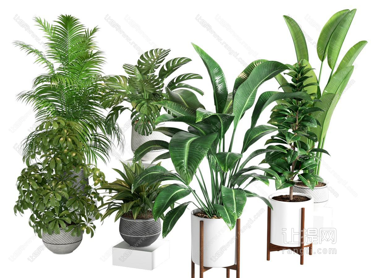 盆栽植物