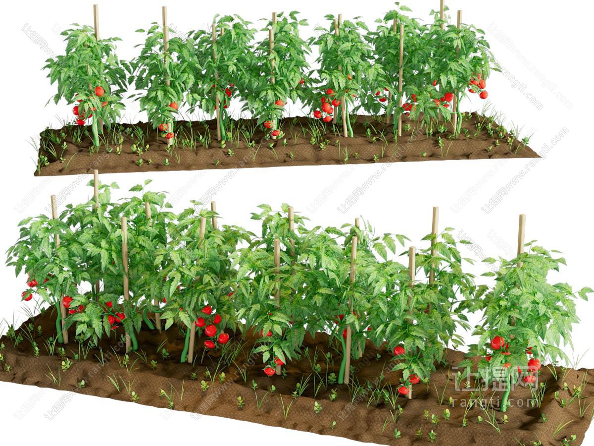 西红柿 农作物 花草植物