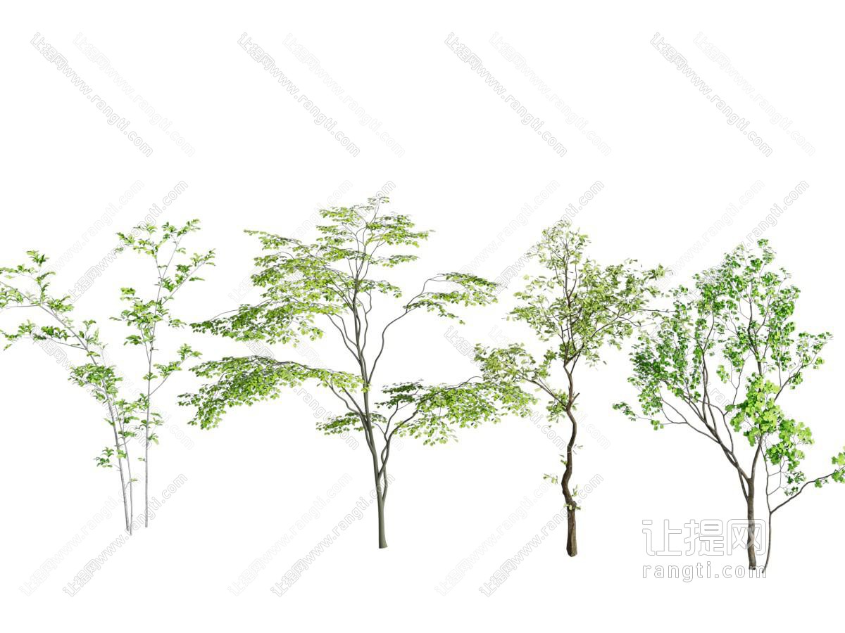 室内小乔木 景观树 室内造景绿植 植物 小灌木 造景小乔木