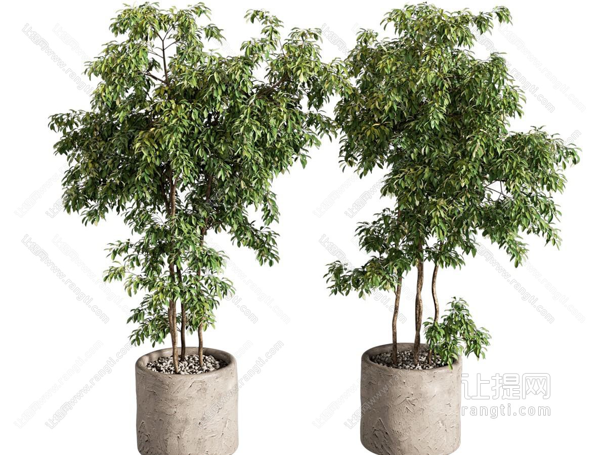 现代植物盆栽