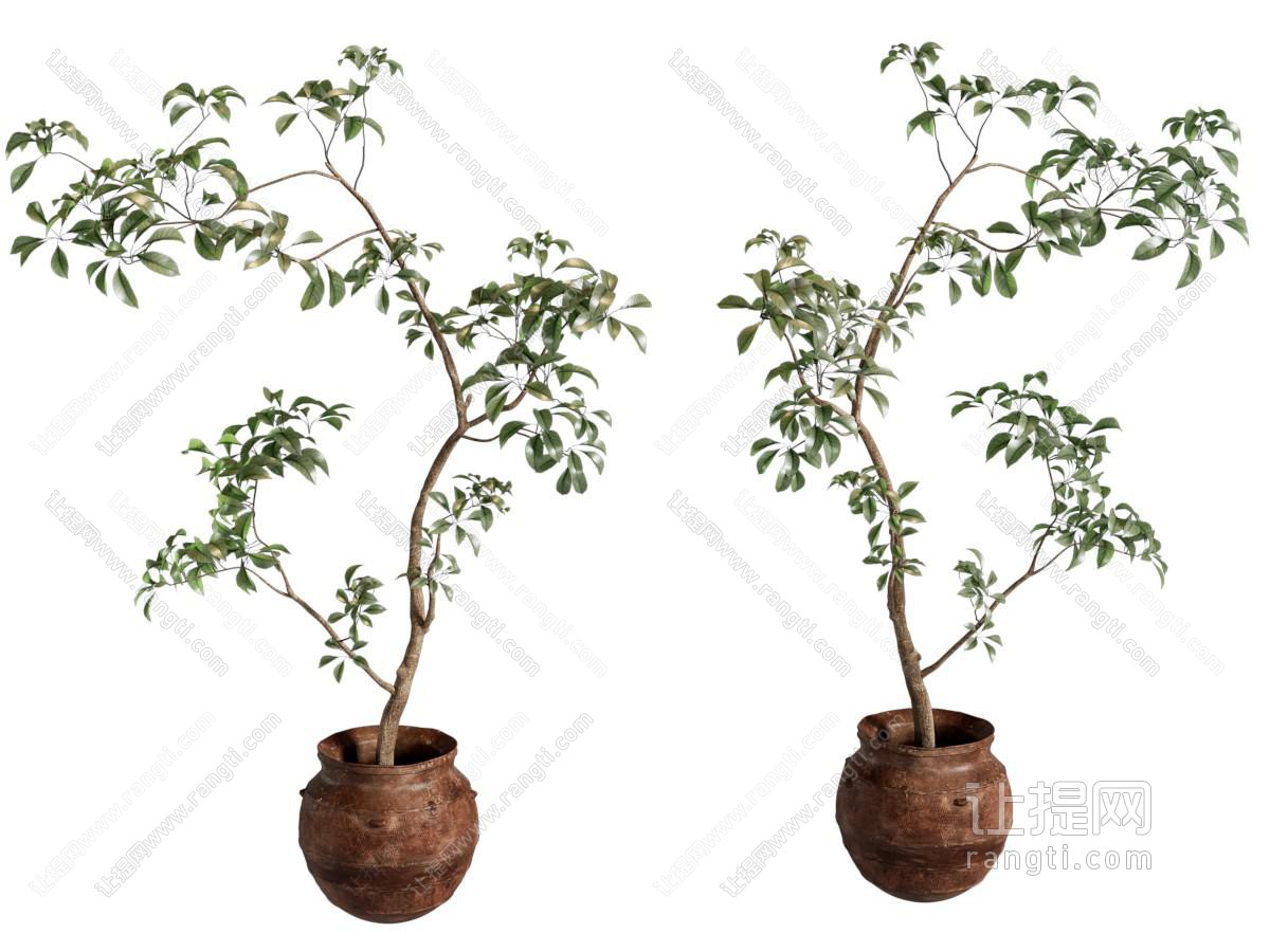 盆栽