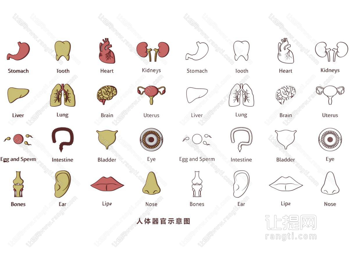 人体器官 血管 心肝肺 医学构造图 扁平插画