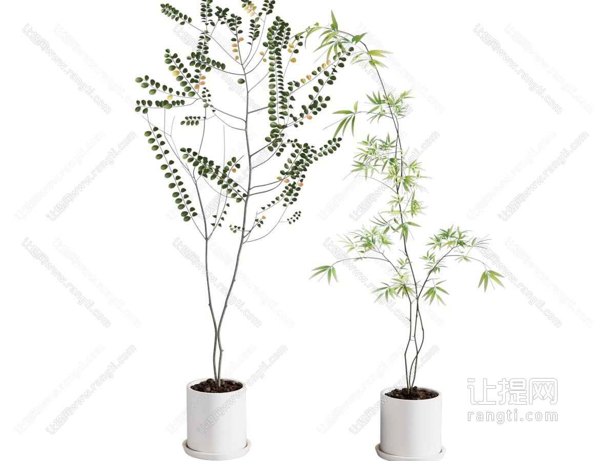 绿植盆栽