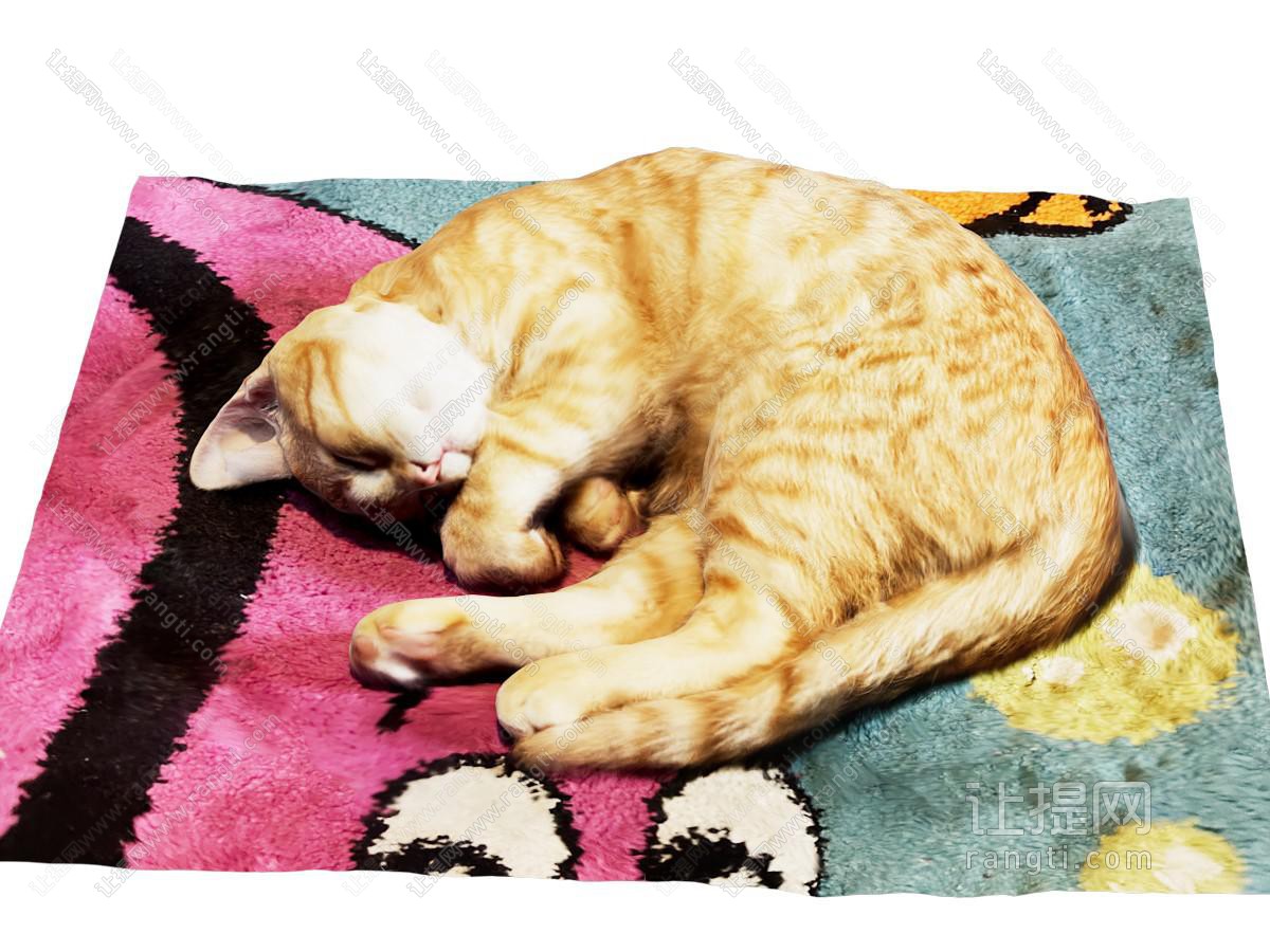 宠物猫