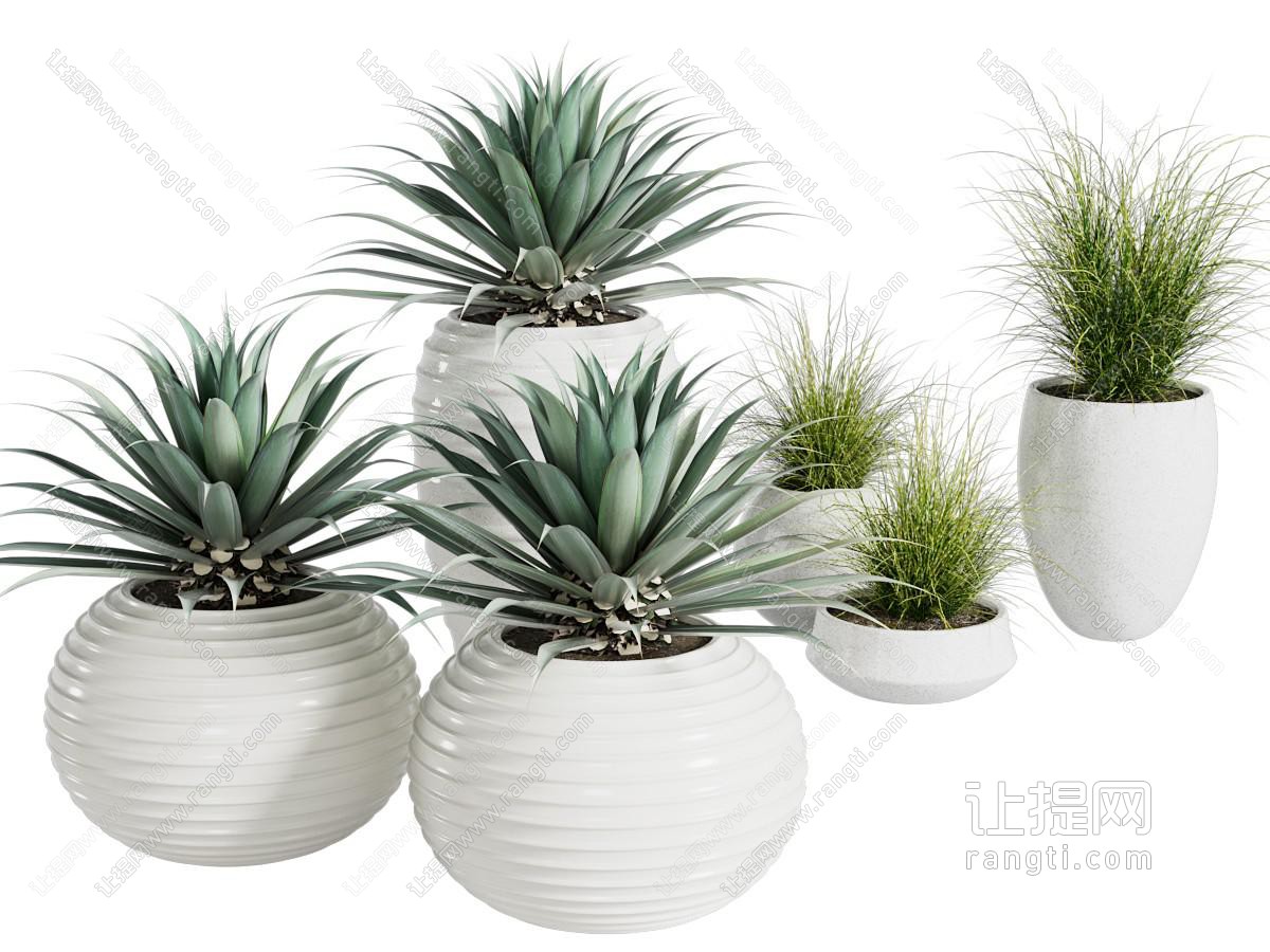 现代植物盆栽