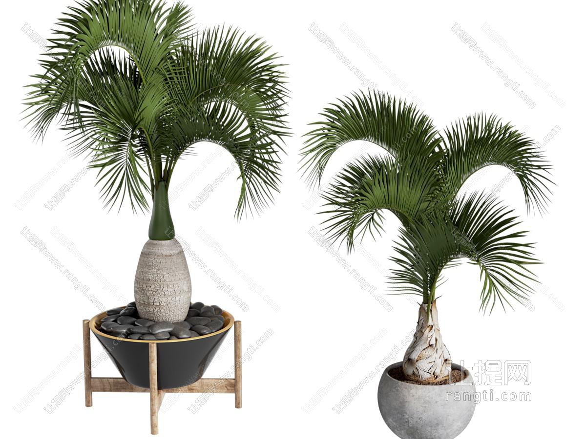 绿植盆栽