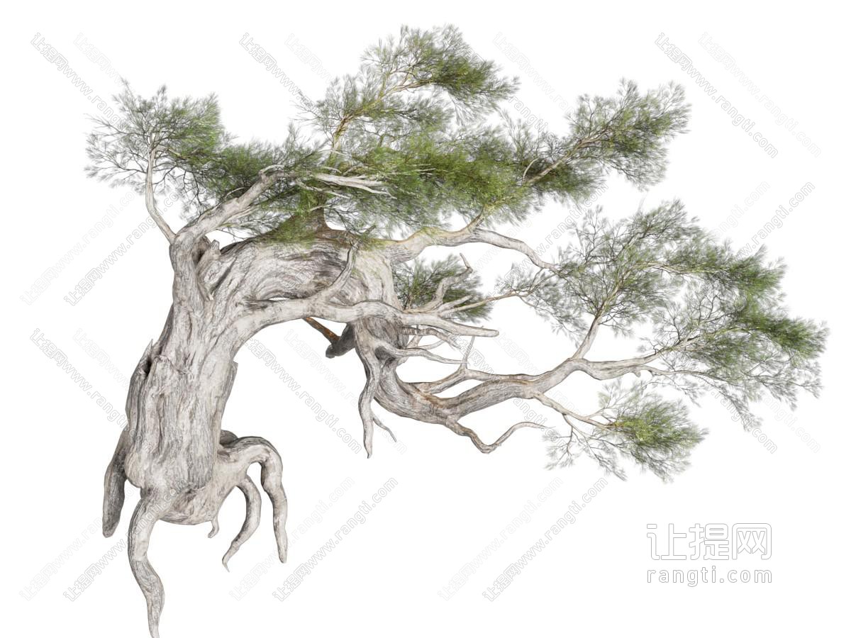 松树 中式古树 盆景大树 花园庭院景观树 公园绿植
