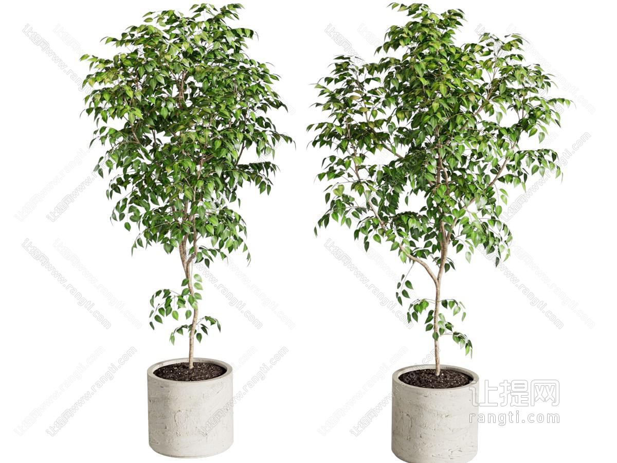 现代盆栽