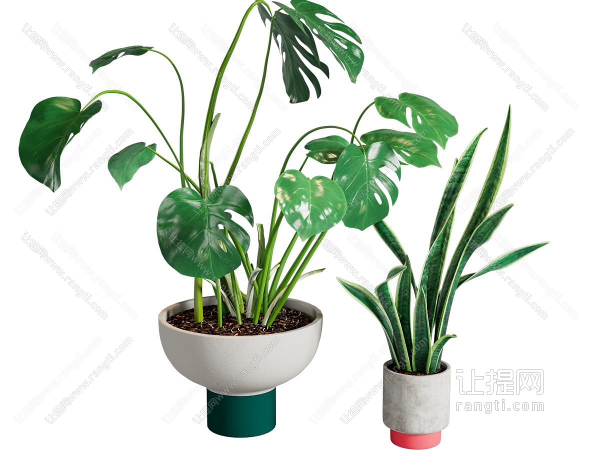 现代盆栽盆景
