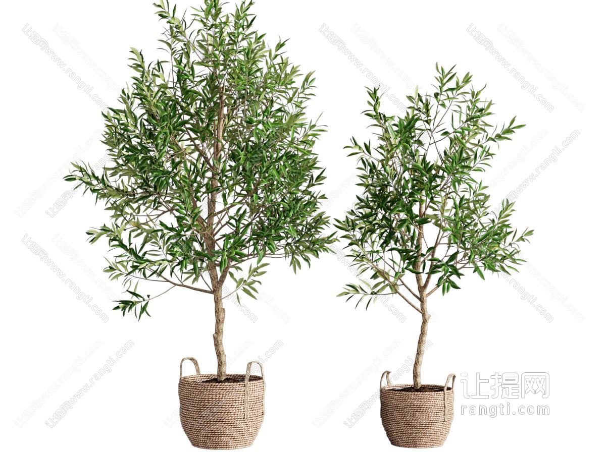 现代绿植盆栽