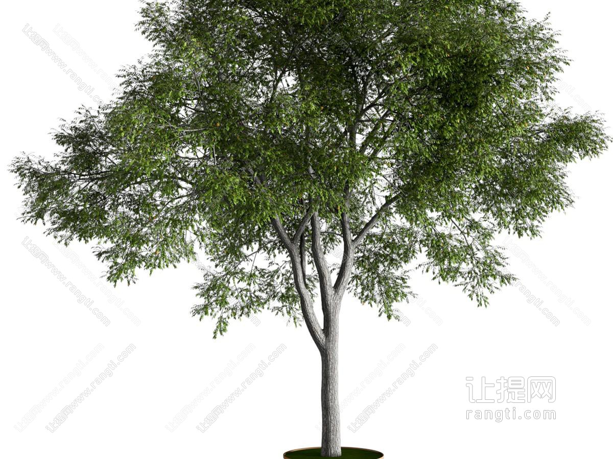 现代榆树植物类