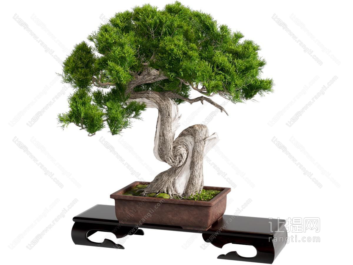 新中式松树盆景盆栽植物
