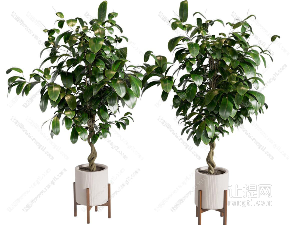 绿植盆栽