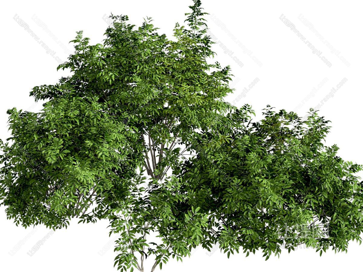现代绿植灌木