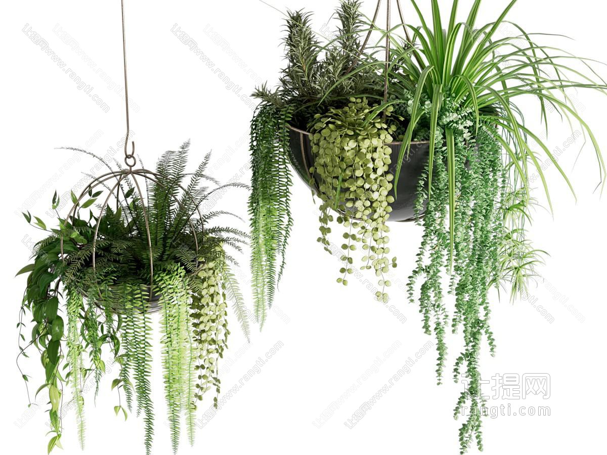 吊盆植物组成