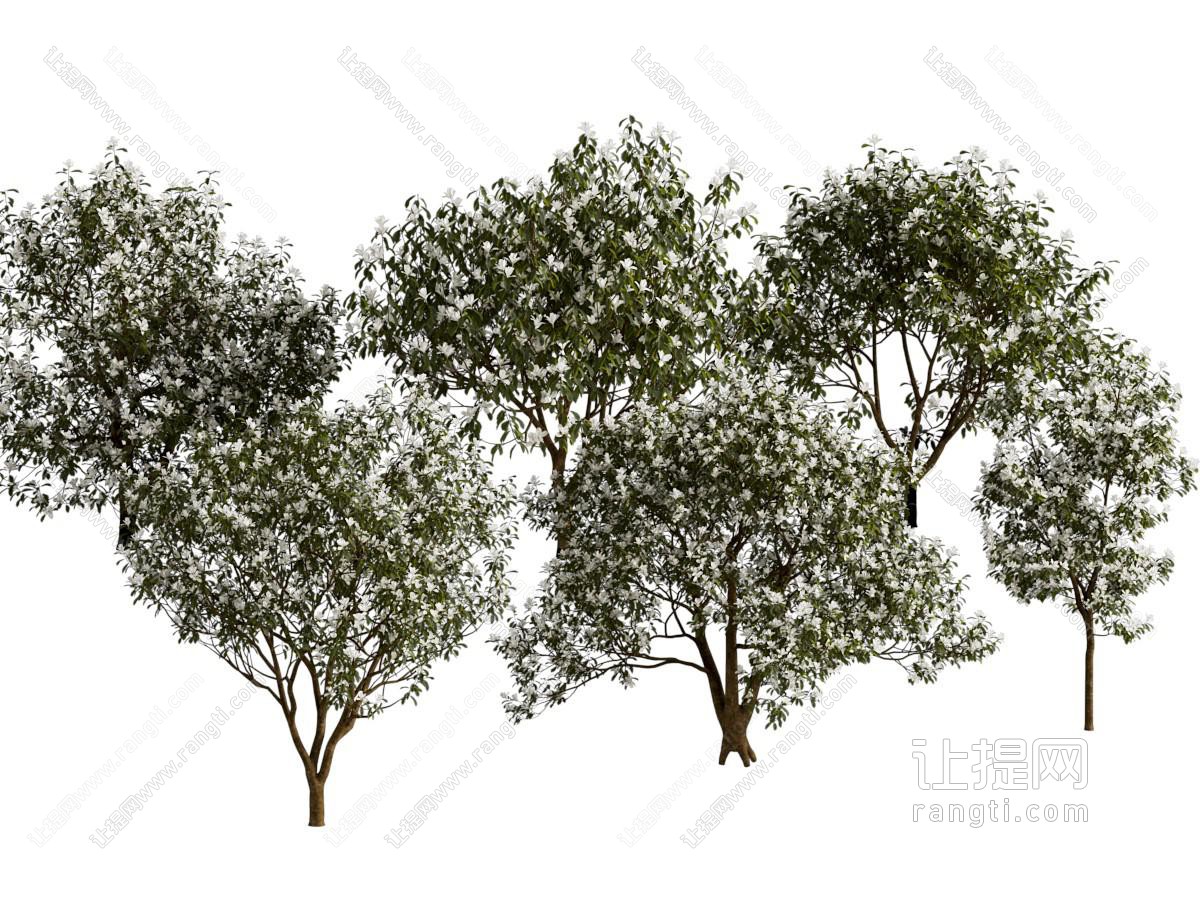 现代白花树花树