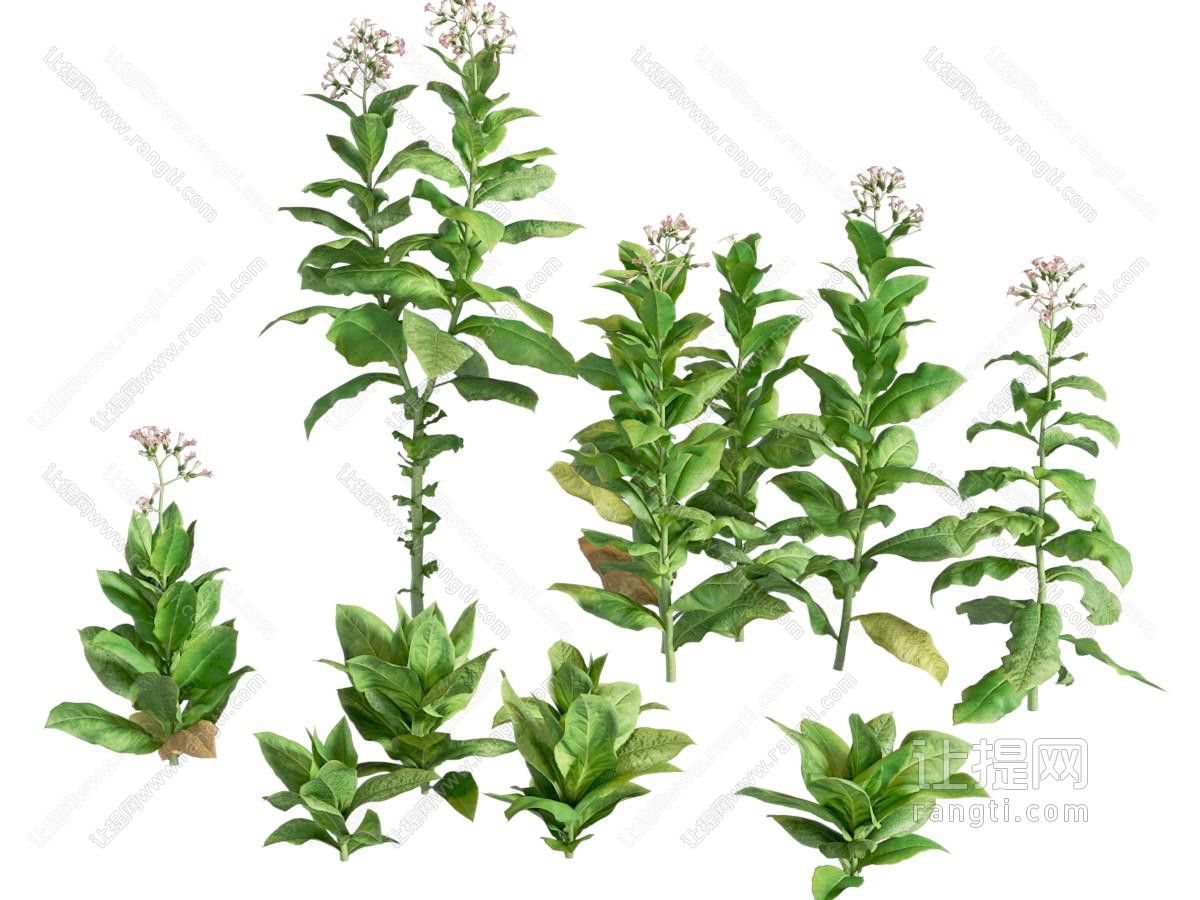 烟草中药蔬菜野菜庭院灌木