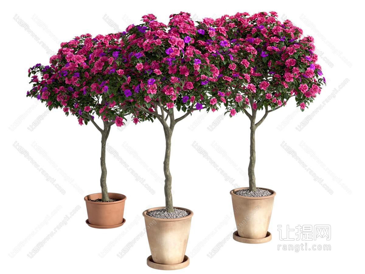 盆栽 山茶花树盆栽