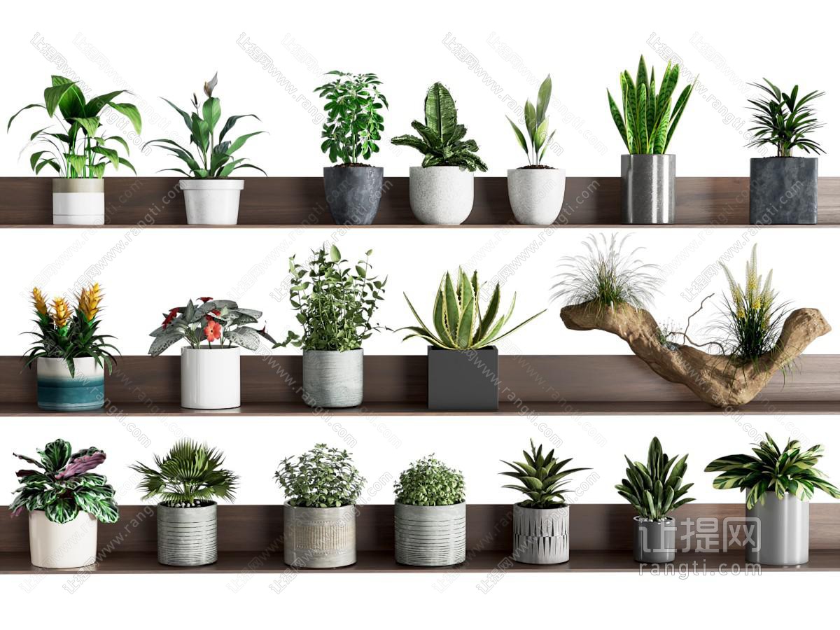 盆栽 绿植 枯枝绿植 桌面 小盆栽 花瓶 植物