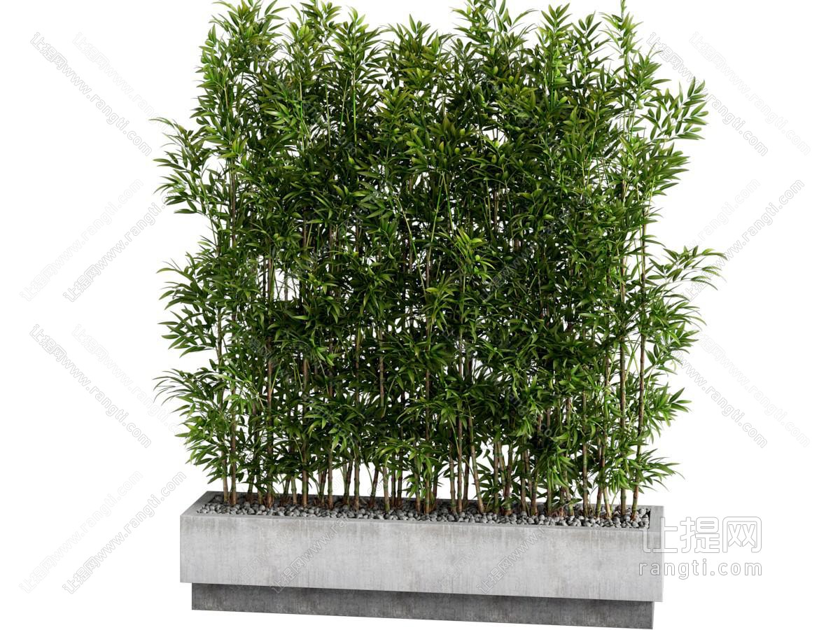 现代植物盆栽