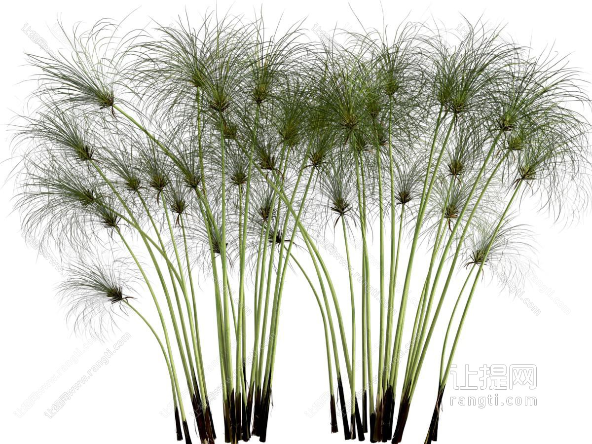 现代植物花草