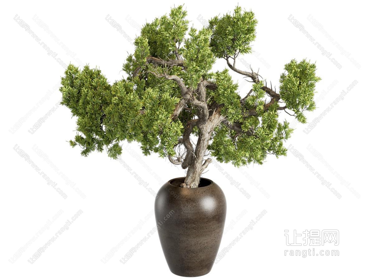 绿植盆栽