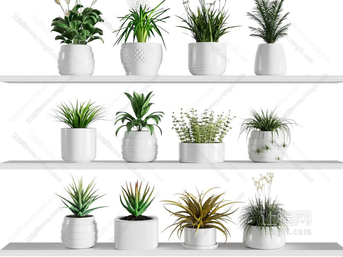 植物盆栽组合