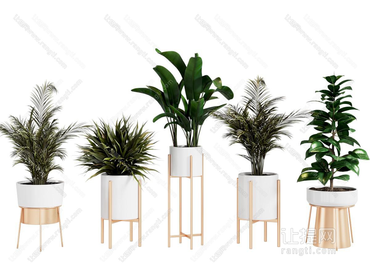 植物盆栽