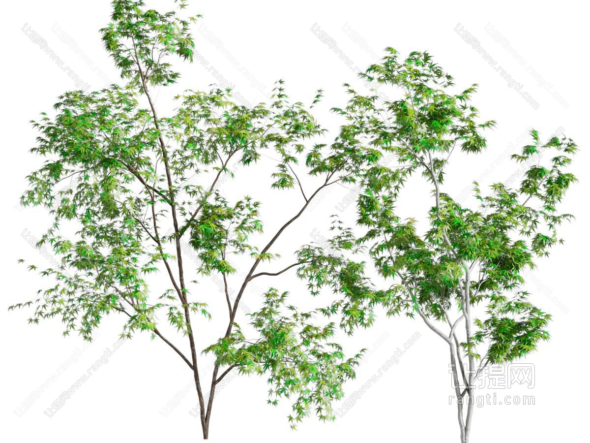 景观树