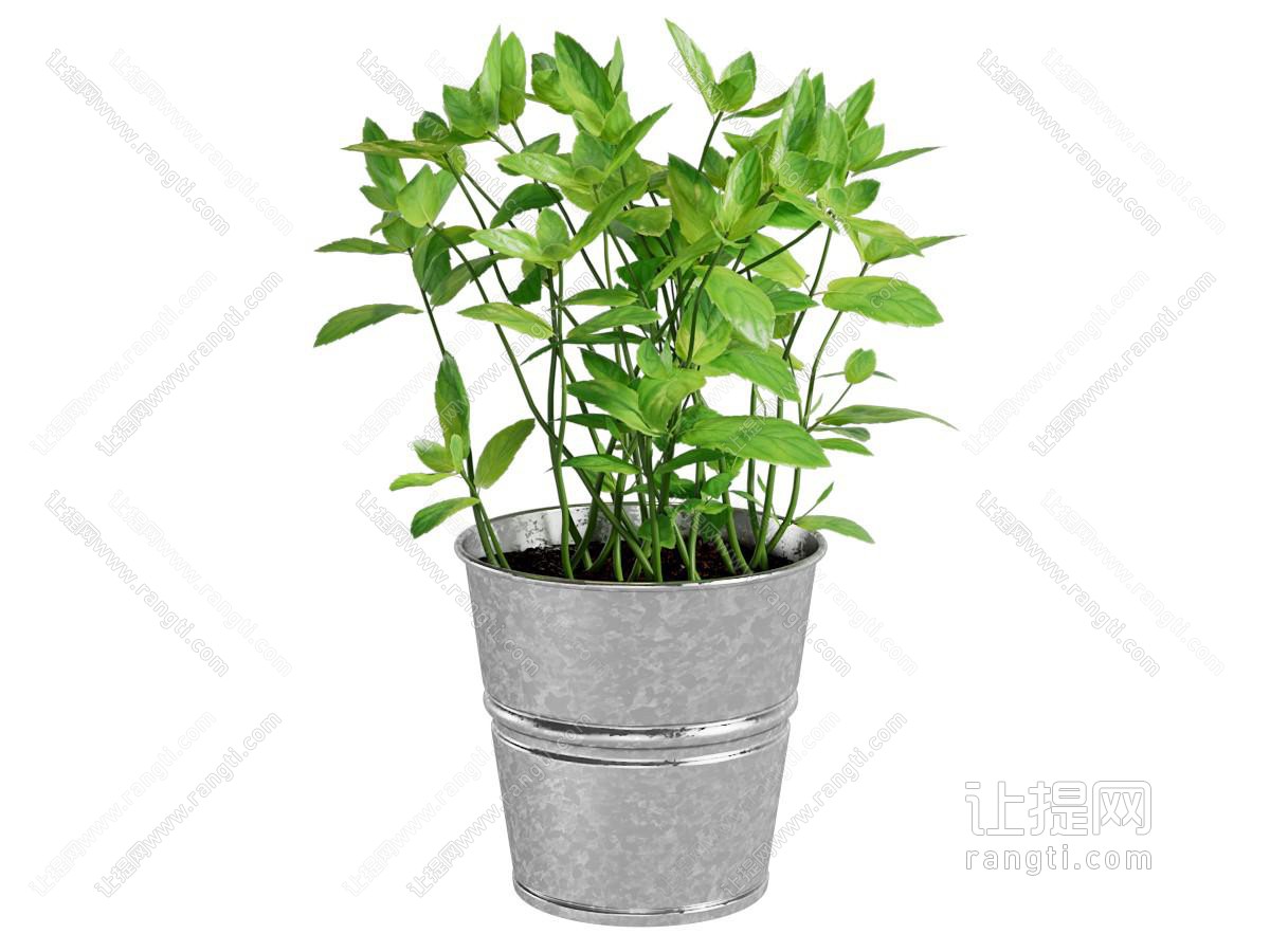 现代水桶花盆盆景盆栽植物