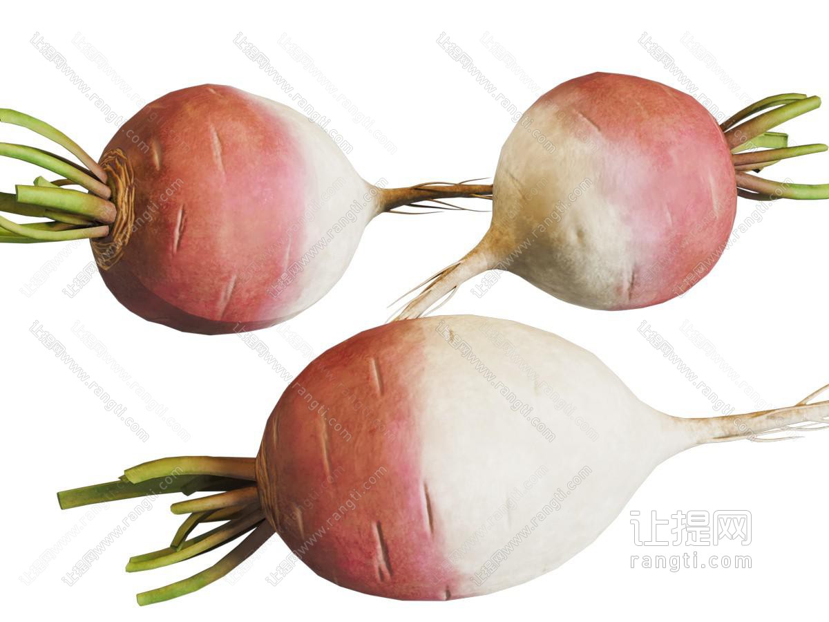现代萝卜 蔬菜