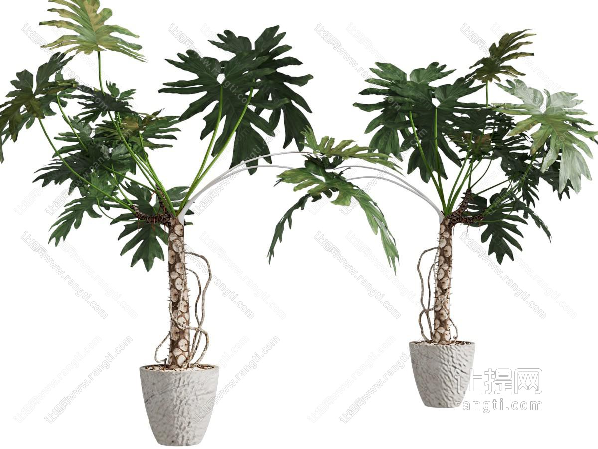 盆栽